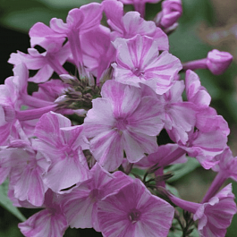 Флокс метельчатый Picasso