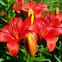 Лилия азиатская Прунотто