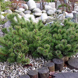 Сосна горная Краускопф