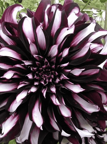 Георгина Tartan