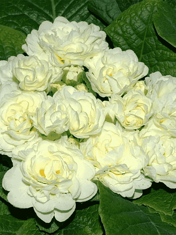 Примула махровая Hethor Petticote White