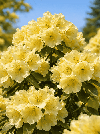 Рододендрон гибридный Goldkrone