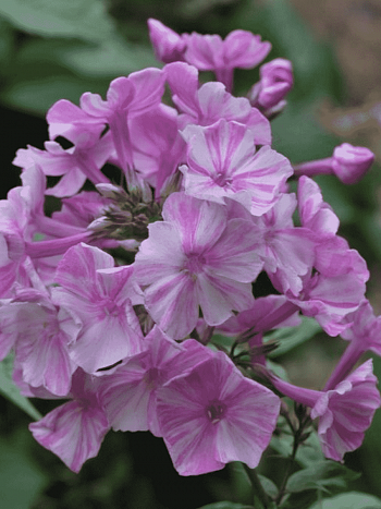 Флокс метельчатый Picasso