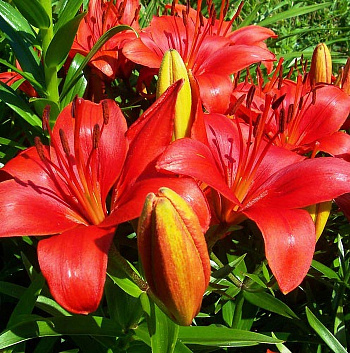 Лилия азиатская Прунотто