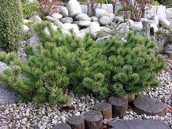 Сосна горная Краускопф