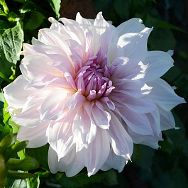 Георгина Декоративная Шилон Ноэль