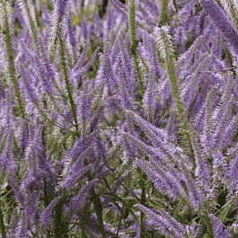 Вероникаструм виргинский  Lavendelturm