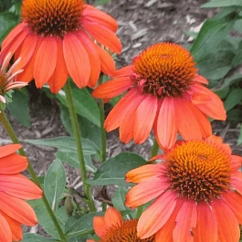 Эхинацея пурпурная Adobe Orange