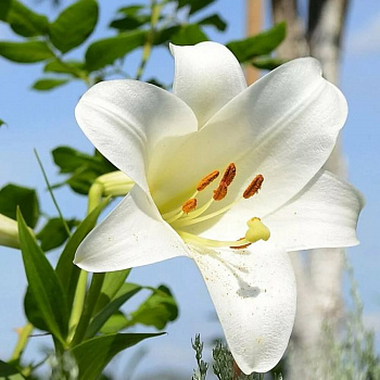 Лилия ЛО-гибрид Вайт Триумф НАБОР 2ШТ (2+2)