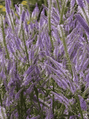 Вероникаструм виргинский  Lavendelturm