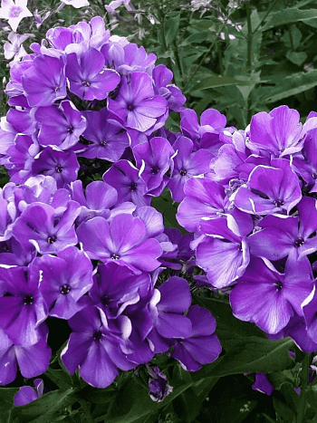 Флокс метельчатый Полина