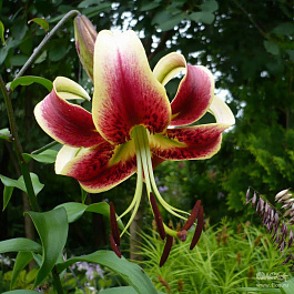 Лилия от-гибрид Шехерезада