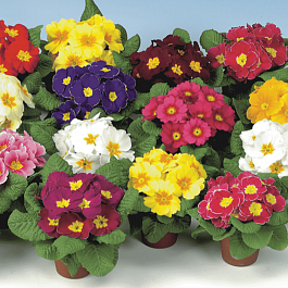 Примула Hethor MIX