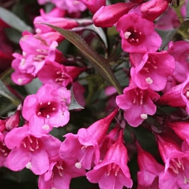 Вейгела цветущая Victoria