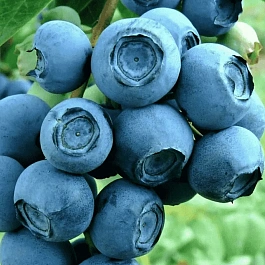 Голубика высокорослая Patriot