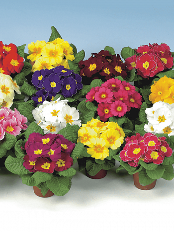 Примула Hethor MIX