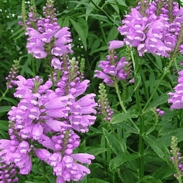 Физостегия виргинская Bouquet Rose