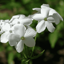 Флокс столоносный Ariane