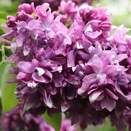 Сирень обыкновенная Василий Тёркин