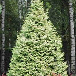 Туя западная Bor