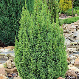 Можжевельник чешуйчатый Лодери Можжевельник чешуйчатый Лодери