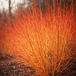 Дерен кроваво-красный Midwinter Fire