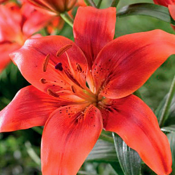 Лилия азиатская Ред Каунти