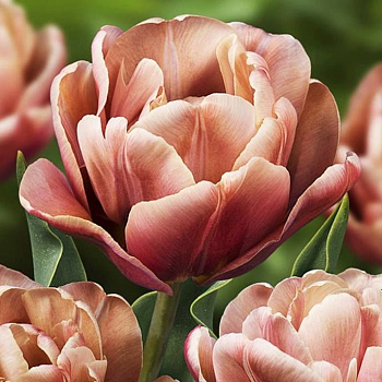 Тюльпан махровый поздний Ла Бель Эпок