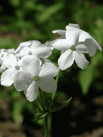 Флокс столоносный Ariane