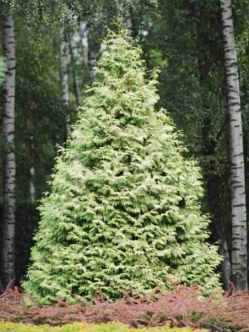 Туя западная Bor