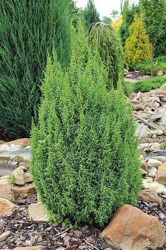 Можжевельник чешуйчатый Лодери