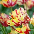 Тюльпан Tulipa Flaming Parrot