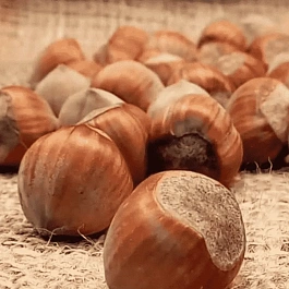 Фундук Katalonski