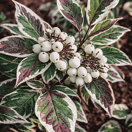 Дерен белый Sibirica