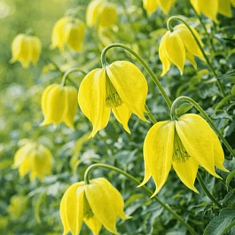 Клематис Little Lemons
