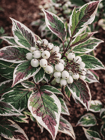 Дерен белый Sibirica