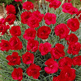 Гвоздика гратианополитанская David