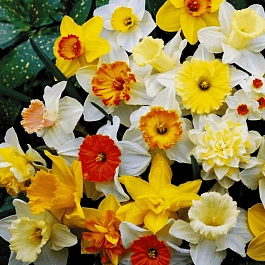 Нарцисс Микс 25 шт