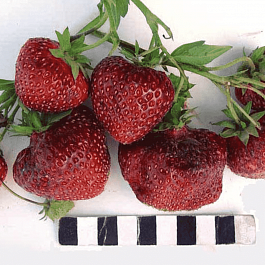 Земляника садовая Ред Гонтлет