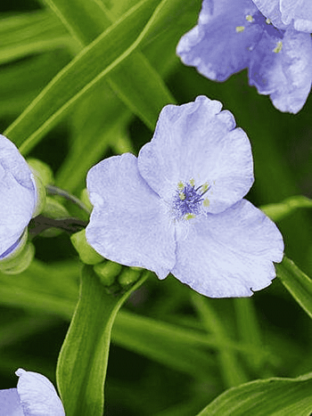 Традесканция Арендса LIttle doll