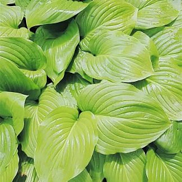 Хоста гибридная Мохито