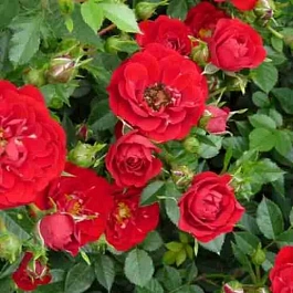 Роза Почвопокровная Red Fairy