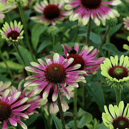 Эхинацея пурпурная Green Twister