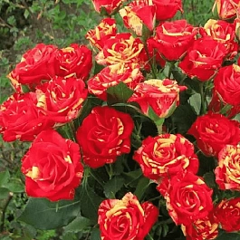 Роза спрей Fire Flash