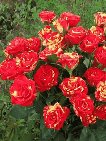 Роза спрей Fire Flash