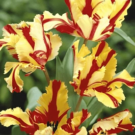 Тюльпан попугайный Flaming Parrot Gold