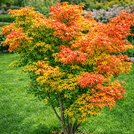 Клен веерный Orange Dream