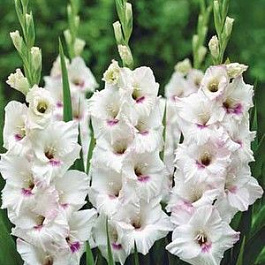 Гладиолус крупноцветковый Сильвер Стрик