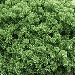 Сосна горная Sherwood Compact