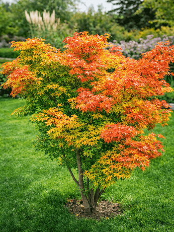 Клен веерный Orange Dream
